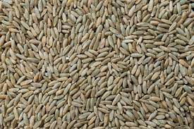Rye Kernels 800g – Online Arva Flour Mill